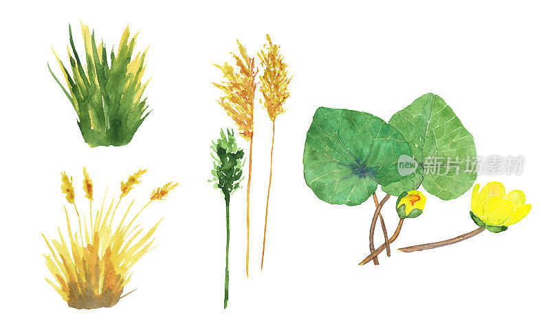 水生植物。水百合或蛱蝶叶和甘蔗芦苇草，种子孤立在白色背景上。水彩手绘插图。Caltha palustris。